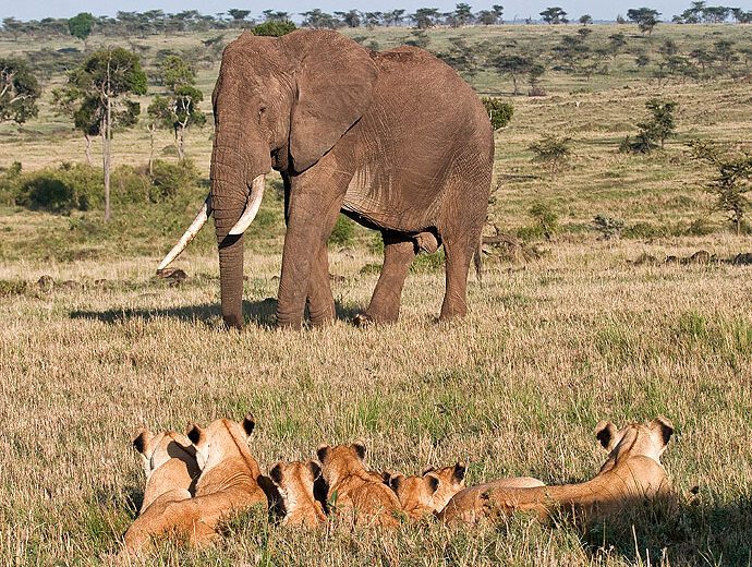 6 Days Lake Nakuru, Masai Mara Safari