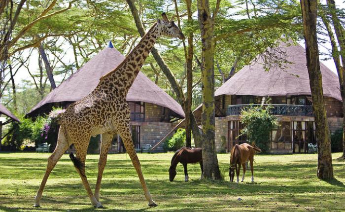 5 Days Lake Naivasha, Masai Mara, Lake Nakuru Tour