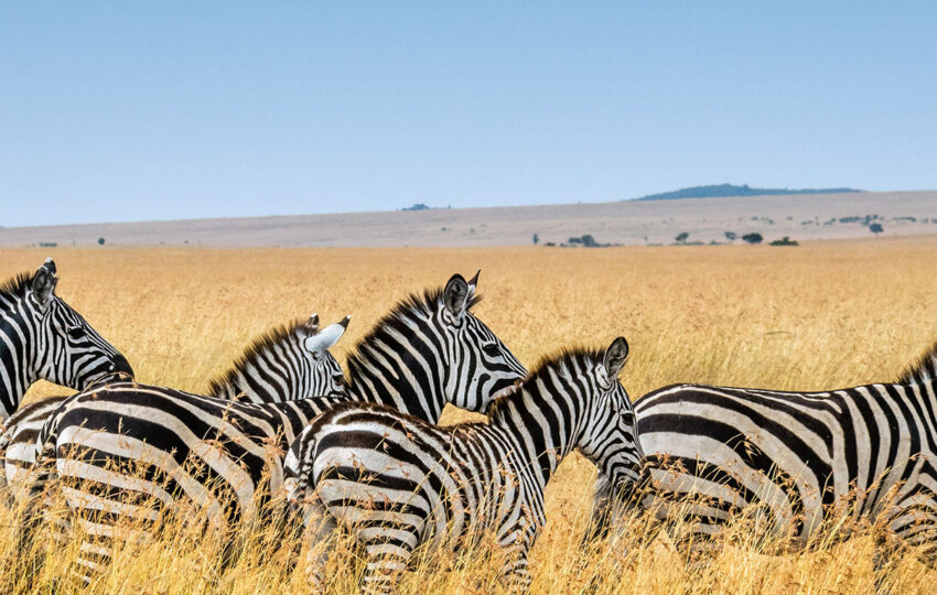 What To Expect: A Typical Day on Safari in Africa