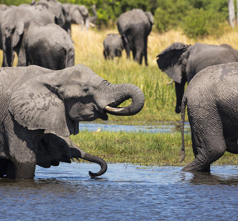 Wildlife in Botswana: What Animals Will You See on Safari?