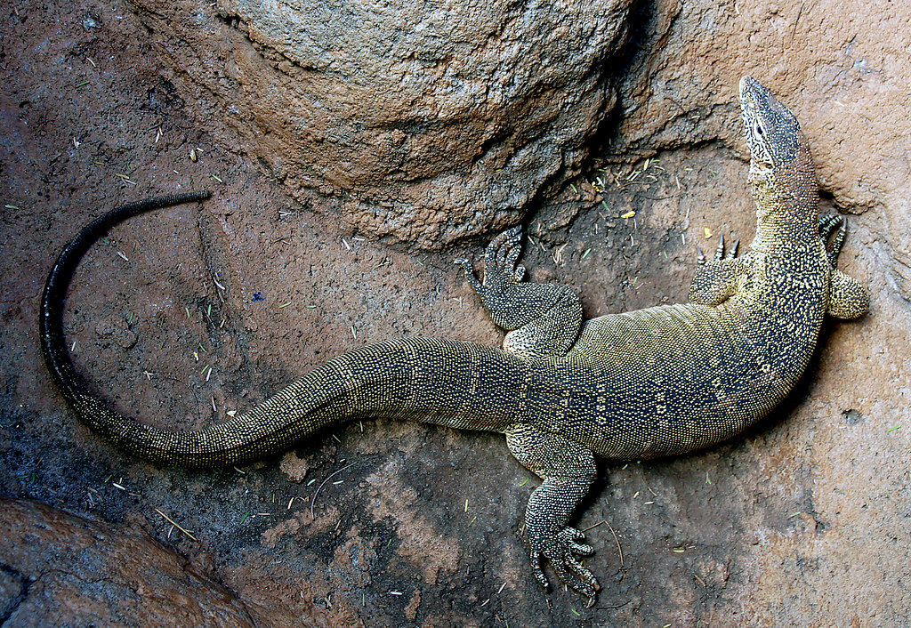 Understanding the Ecology and Habitat of Monitor Lizards in Masai Mara National Park