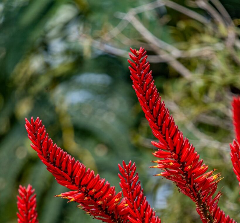 “Planting a Sustainable Future: Greenpop and Stories Experiences Travel Join Forces to Plant Over 80 Fynbos”