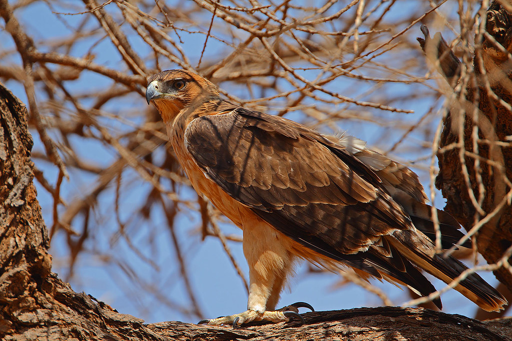 The African Hawk-Eagle: A Majestic Predator of the Masai Mara National Park