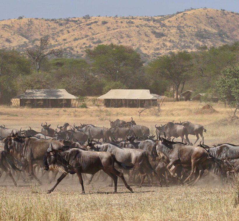 “Embark on an Unforgettable East Africa Year-Round Migration Safari Adventure!”