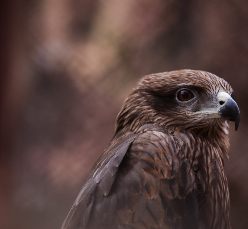 African Hawk-Eagle