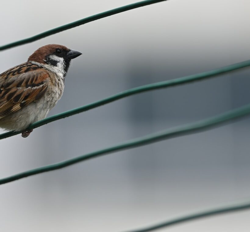 Rosy-throated Longclaw