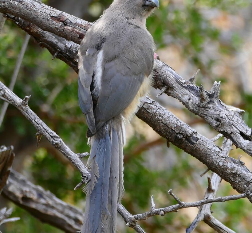 Speckled Mousebird