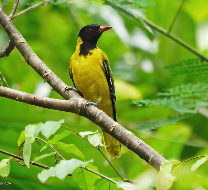 Black-headed Oriole