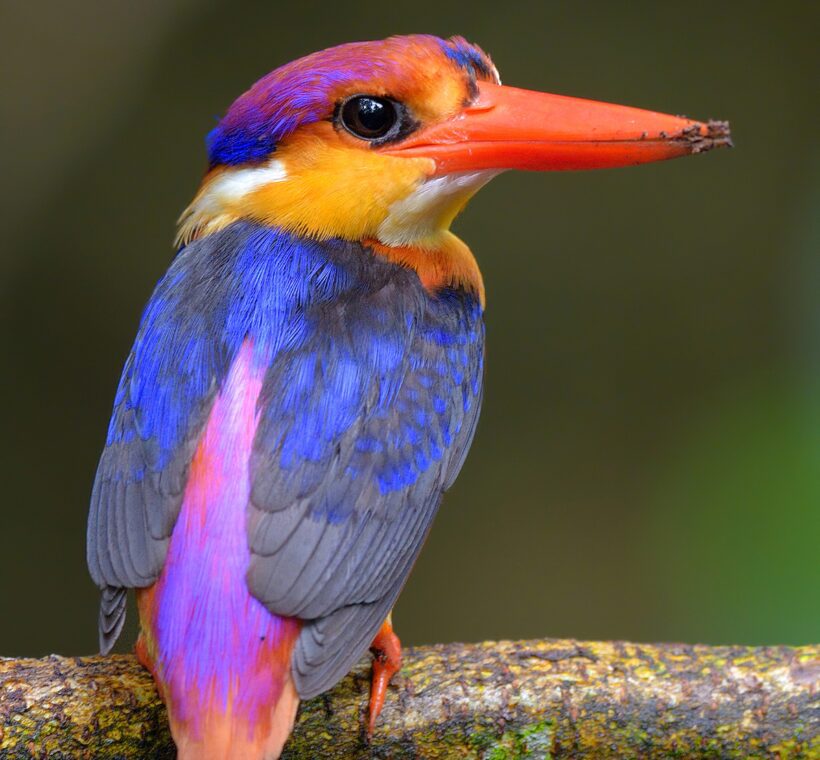 Striped Kingfisher