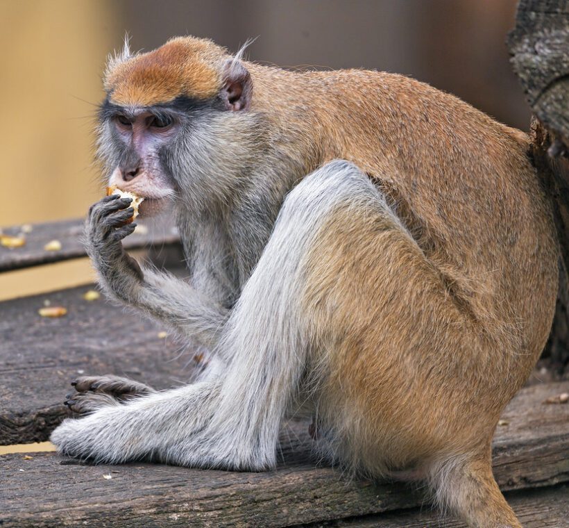 Patas Monkey