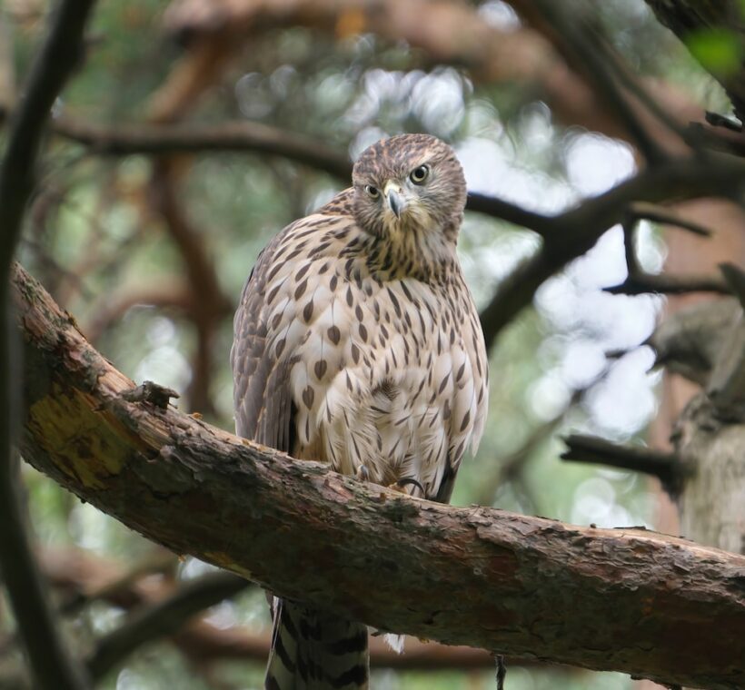 Gabar Goshawk