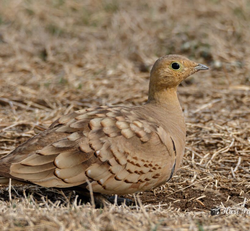 Chestnut-bellied Sandgrouse