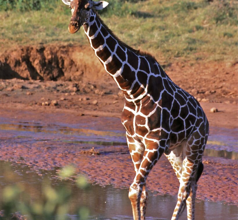 Reticulated Giraffe