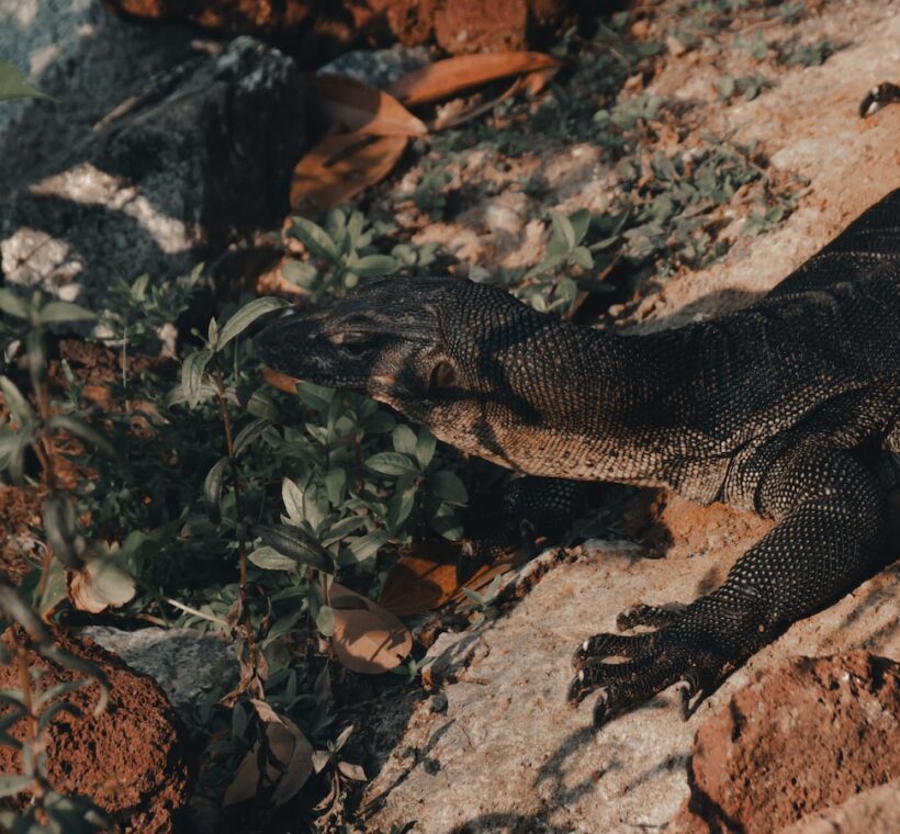 Monitor Lizard