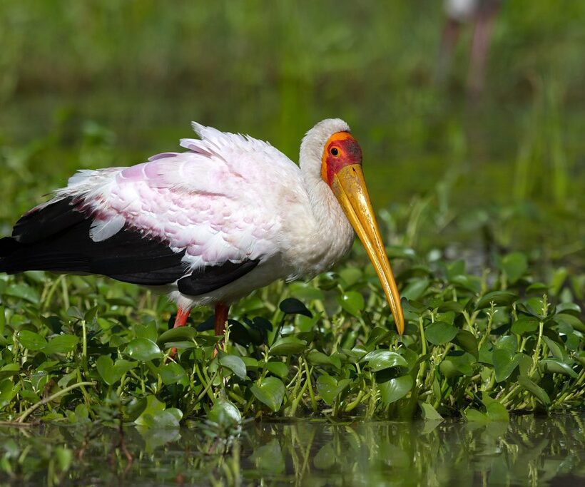 Yellow-billed Stork