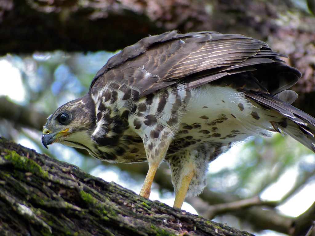 The African Goshawk: A Majestic ⁢Predator ‌of the Masai⁢ Mara National Park