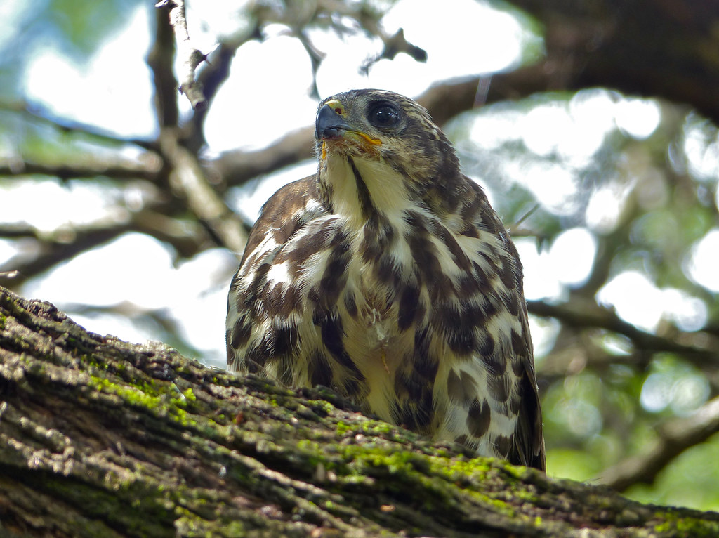 Conservation Efforts: ​Protecting the⁣ African Goshawk and⁢ its Environment ‍in‍ the Masai ‍Mara