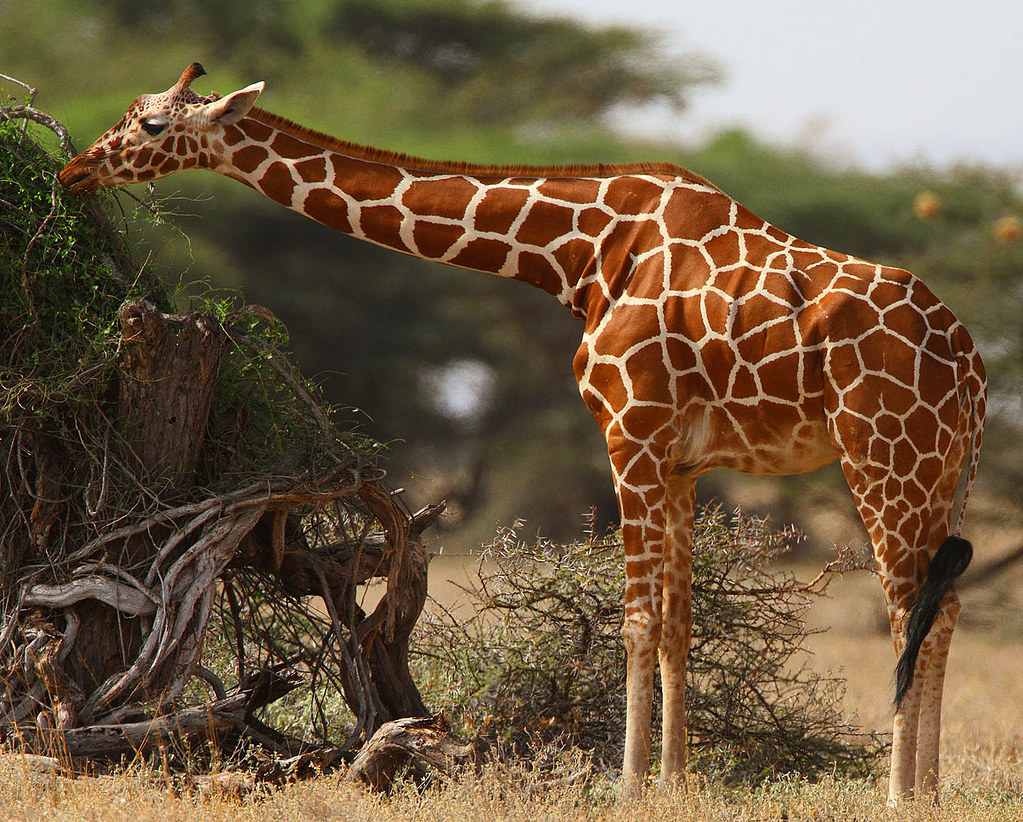 Understanding the Feeding Habits and⁢ Foraging Patterns of Reticulated Giraffes in Masai Mara