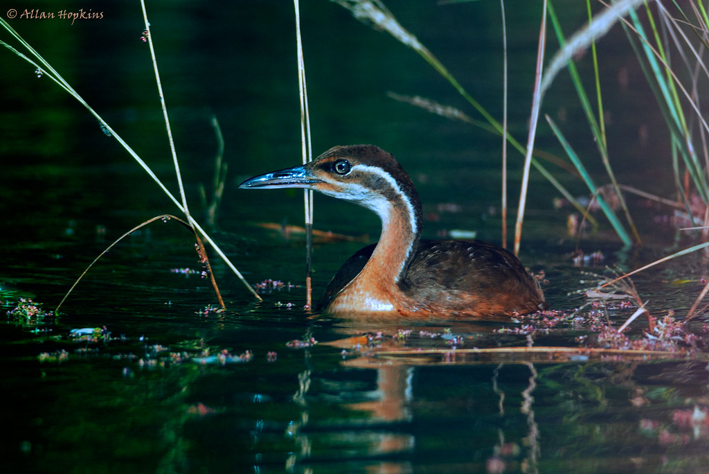 2. Habitats, Diet, and‍ Behavior of the African Finfoot in Maasai Mara