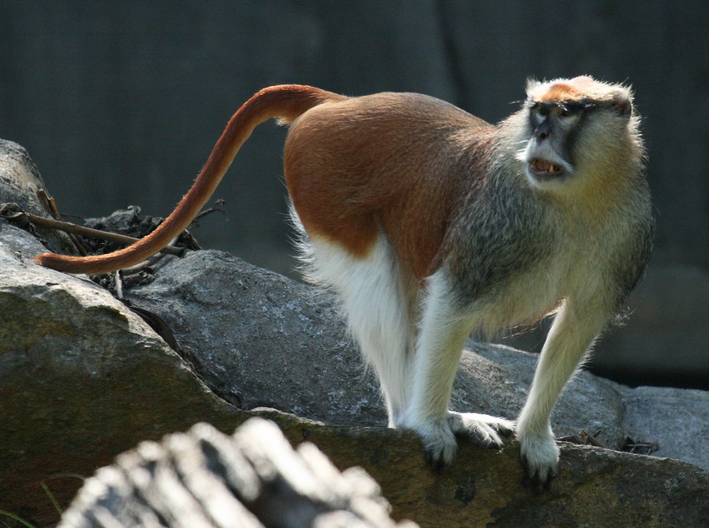 Patas Monkey: The Fascinating Species Roaming Masai Mara National Park