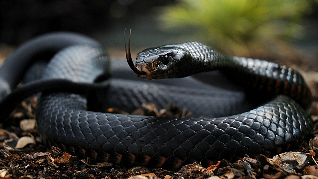 Exploring the Habitat and Behaviors of the Black Mamba in Masai Mara