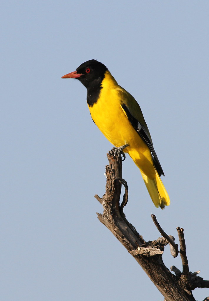 Conservation Efforts for the Black-headed ⁣Oriole​ in ​Masai Mara ‌National Park