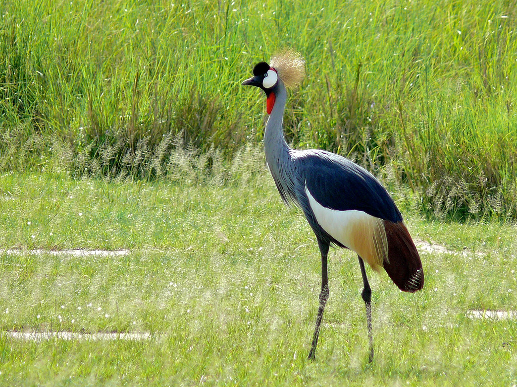 Promoting Sustainable Tourism: Responsible Observation of the Grey⁤ Crowned ⁣Crane in Masai Mara ⁣National Park