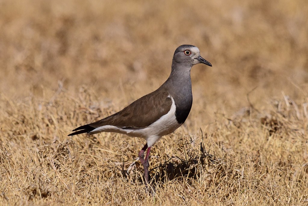 Conservation⁢ efforts and ​challenges facing the⁣ Black-winged Lapwing in Masai‍ Mara National Park