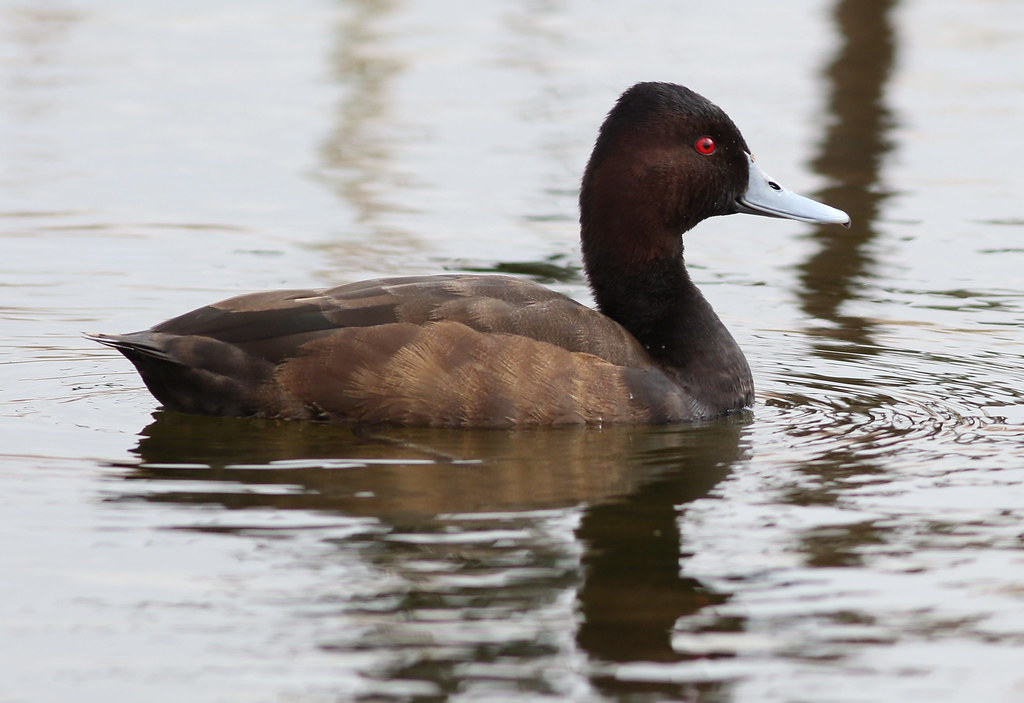 Southern Pochards: A ​Rare ⁢and Fascinating Species‌ in Masai ‍Mara⁣ National Park