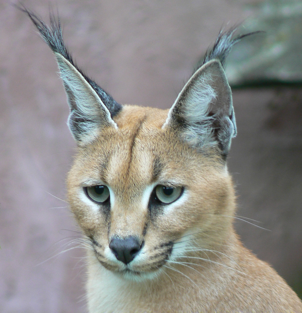 Exploring Conservation Efforts: Initiatives to Safeguard the Caracal Population in Masai Mara National Park