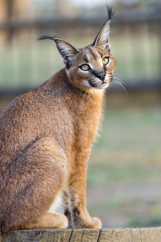 Preserving the Caracal's Habitat: Balancing Conservation and Human Interactions in Masai Mara National Park