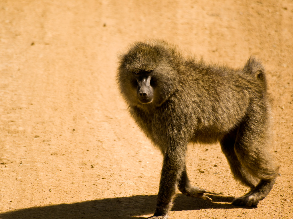 4. ‍Conservation Challenges and​ Strategies for Protecting Olive Baboons in Masai Mara