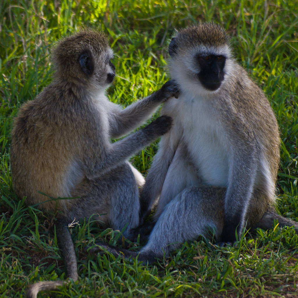 Coexistence with Vervet Monkeys in Masai Mara National Park