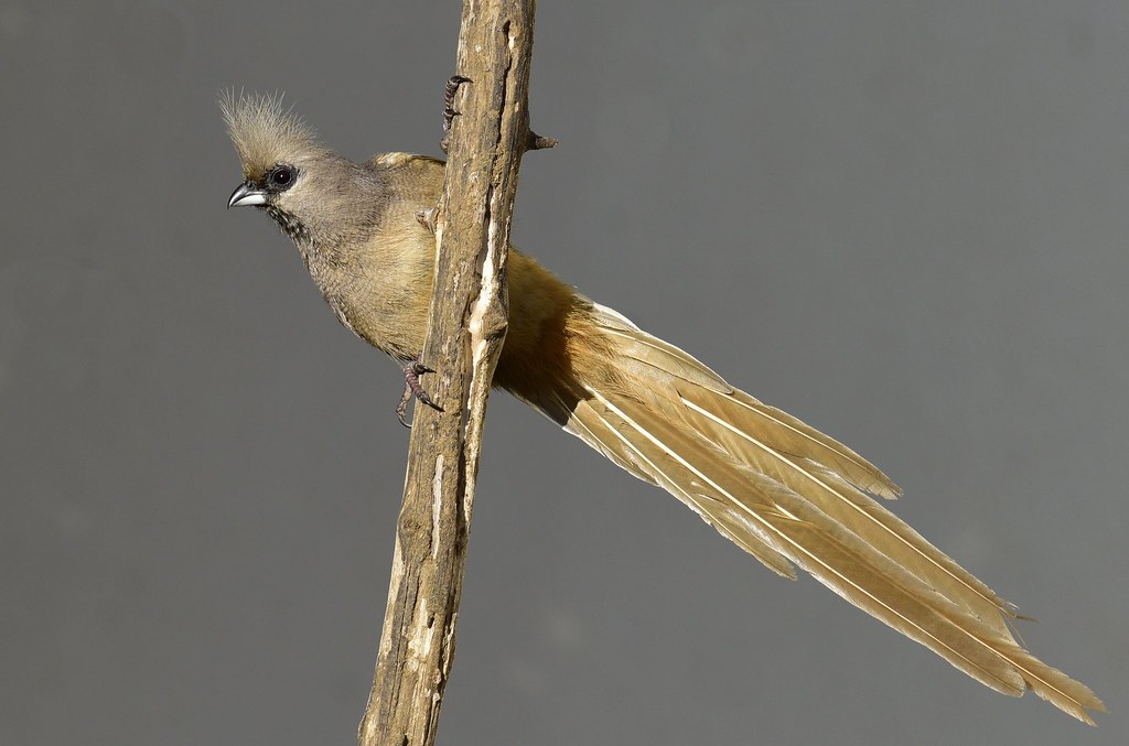 Overview of the‌ Speckled Mousebird ‌in⁣ Masai Mara National Park