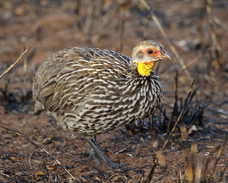 Conservation Strategies for preserving the Yellow-necked Francolin in Masai Mara National Park