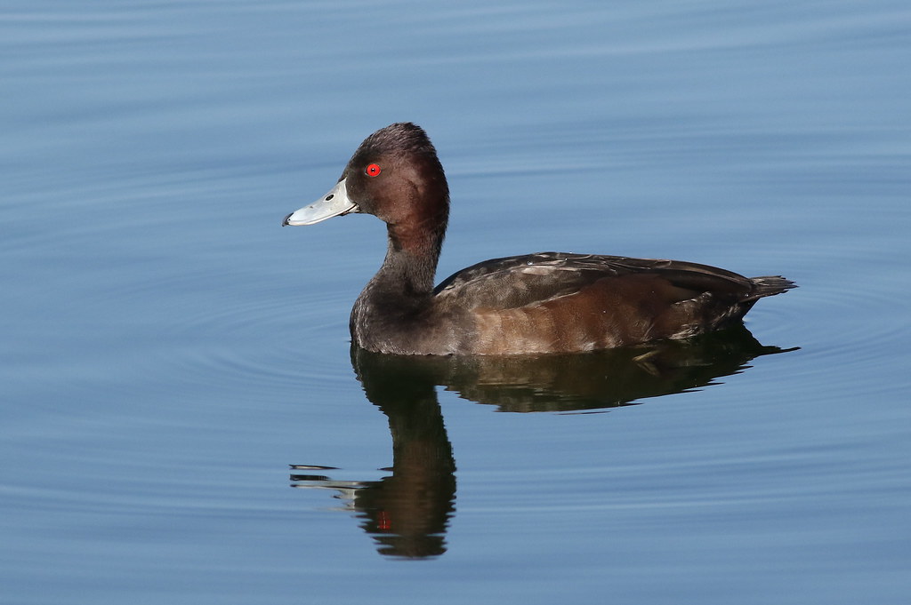 Habitat and Behavior of Southern Pochards: Insights from Masai​ Mara National Park