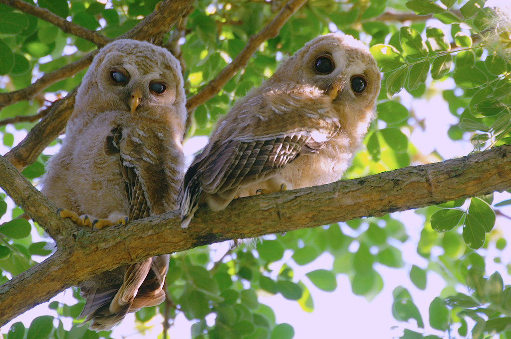 Tips for Spotting and Photographing the Elusive African Wood Owl ⁤in Masai Mara