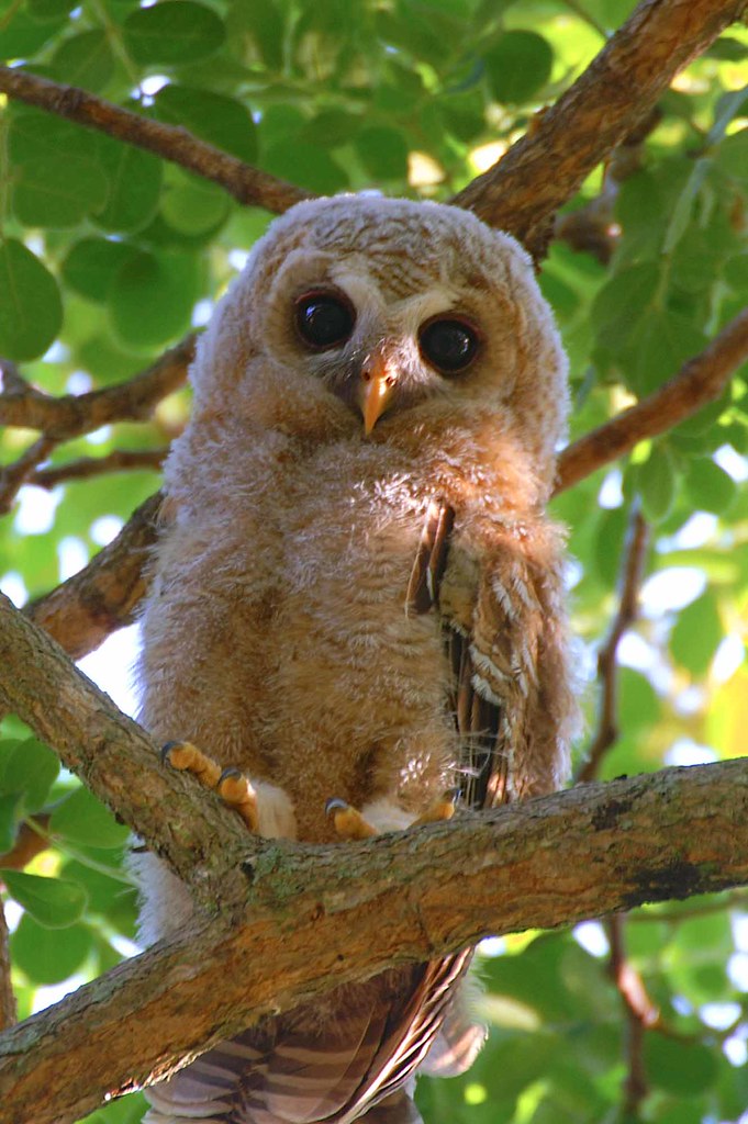 An Introduction to the⁣ African Wood Owl ‌of Masai Mara National Park