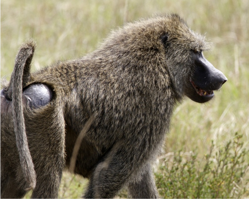 3. Interaction​ Between Olive Baboons and ‍Other Wildlife Species in Masai ⁣Mara