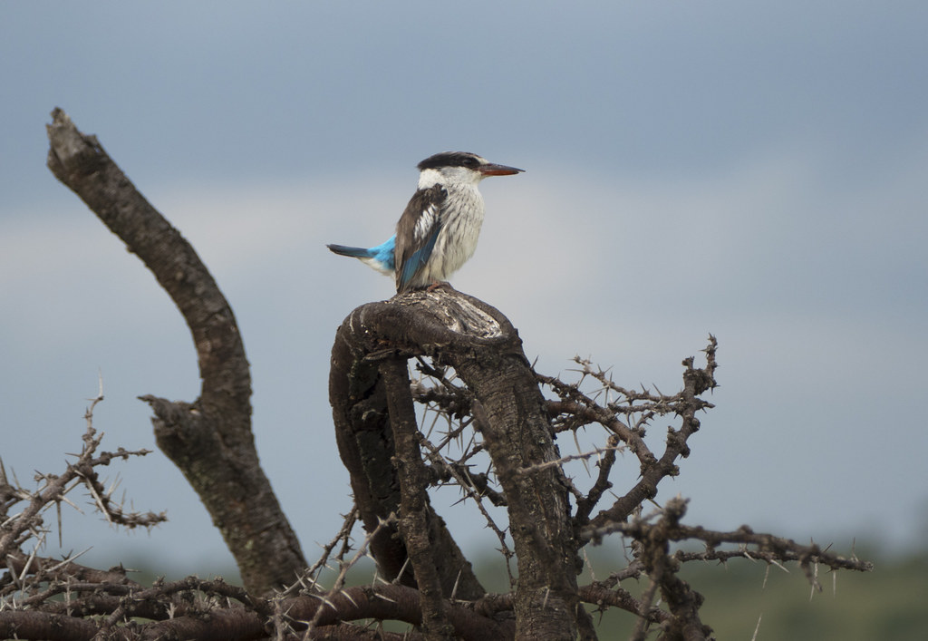 The Majestic Appearance and Unique Characteristics of the Striped Kingfisher