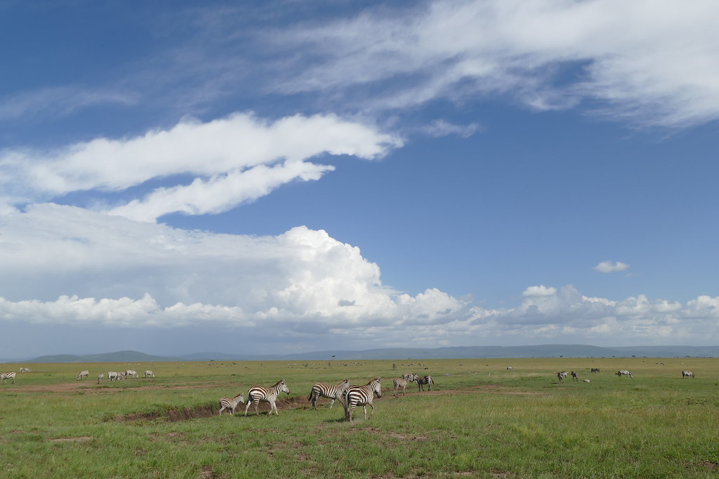 A ⁣Unique Habitat: Exploring the Masai Mara National Park for Sandgrouse Sightings