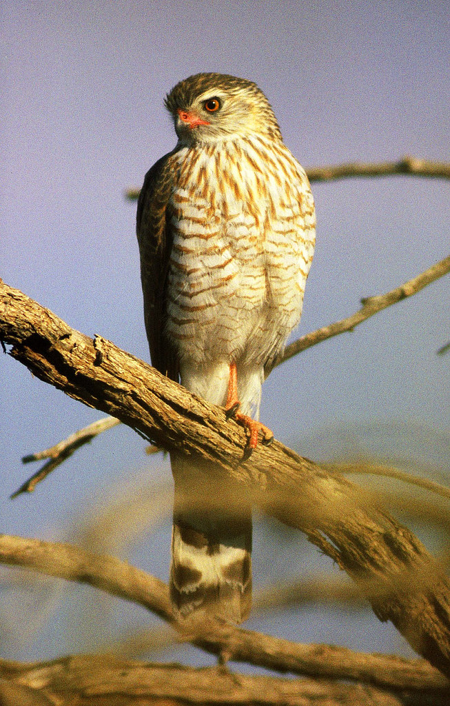 1. An ⁢Introduction to ⁣the Gabar Goshawk: Understanding the Remarkable Raptor‌ of Masai⁤ Mara