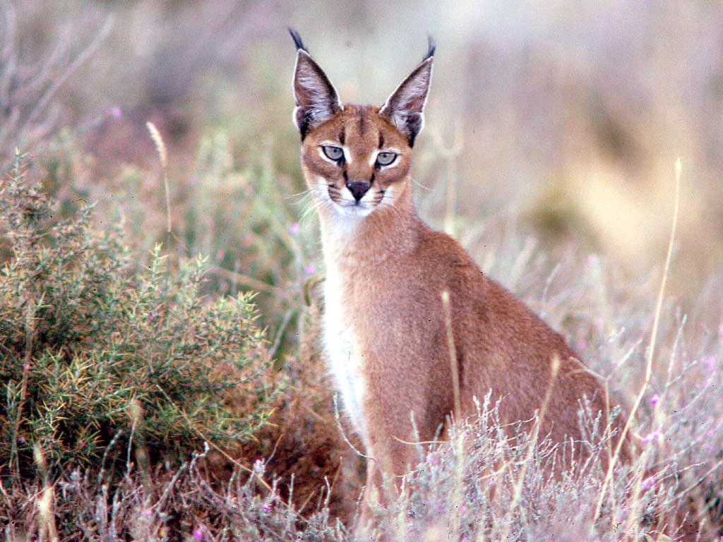 Unveiling the ‍Mysteries: Behaviors and Habits of the Caracal in Masai Mara National Park