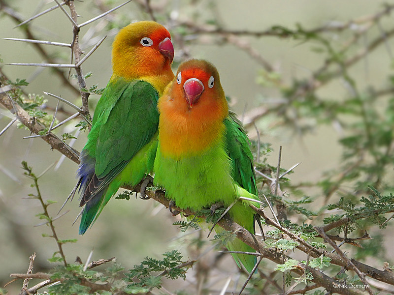 Unveiling the Natural Habitat of Fischer's Lovebird ‌in Masai Mara National⁢ Park