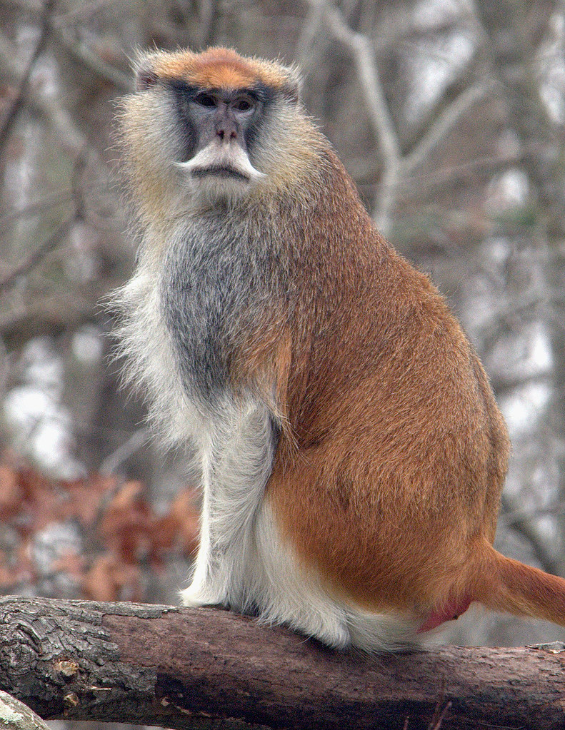 - Behavior and Adaptations: Unveiling the Unique Characteristics of Patas Monkeys in Masai Mara⁢ National Park