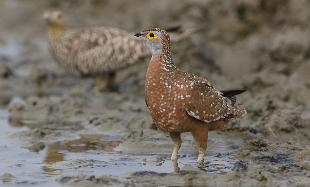 Preserving ⁤the Habitat: ​Recommendations for Safeguarding Sandgrouse ⁤Population in Masai Mara