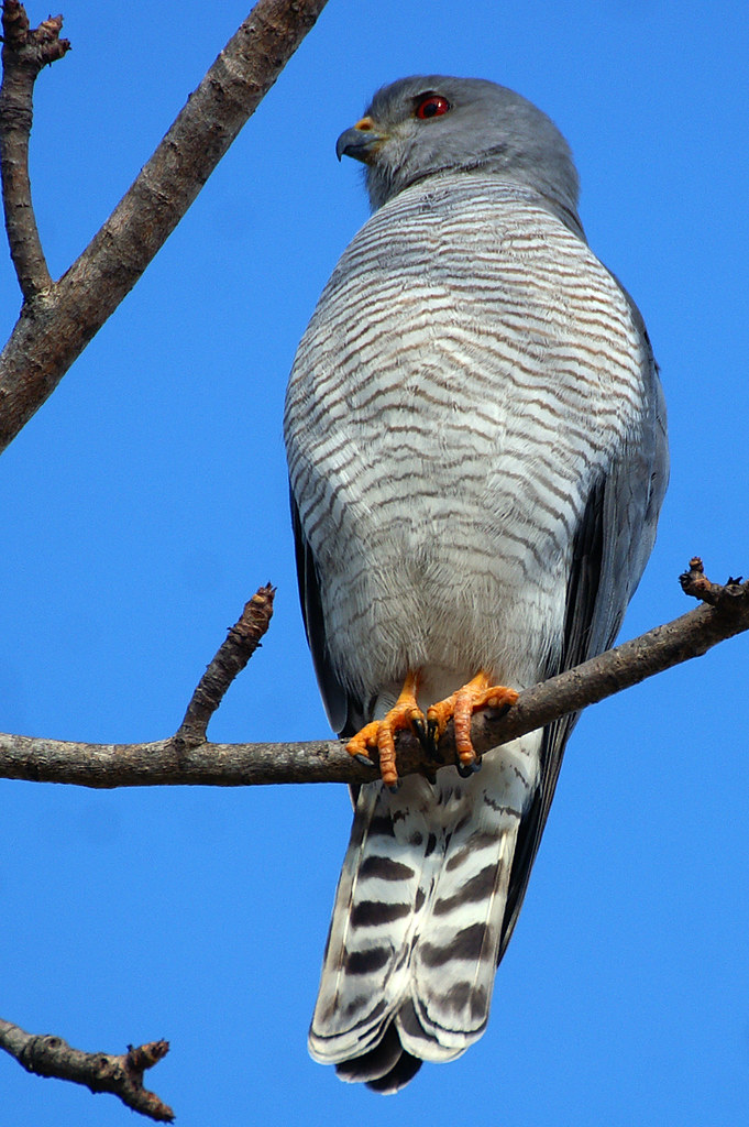 3.‌ Thriving in⁢ the Masai‍ Mara: Exploring ‌the ⁣Hunting Habits and Prey Preferences of the Gabar Goshawks