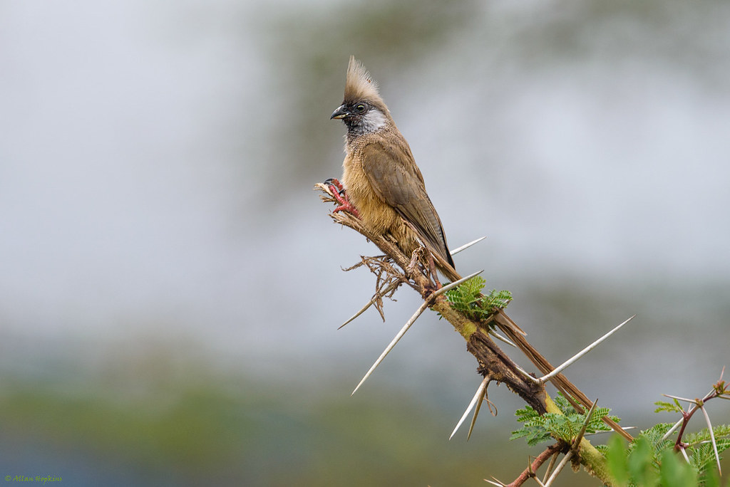 Habitat ​and Behavior ​of​ the Speckled Mousebird in Masai Mara⁣ National ‍Park