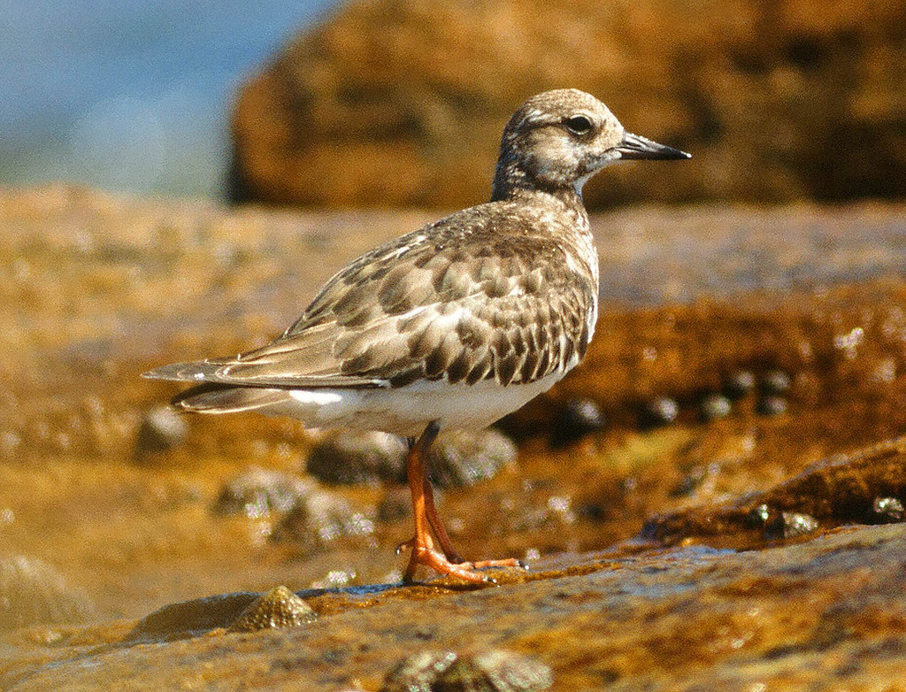 Unveiling ‍the Fascinating Migratory‌ Patterns​ of Ruddy Turnstone⁣ in Masai Mara National Park