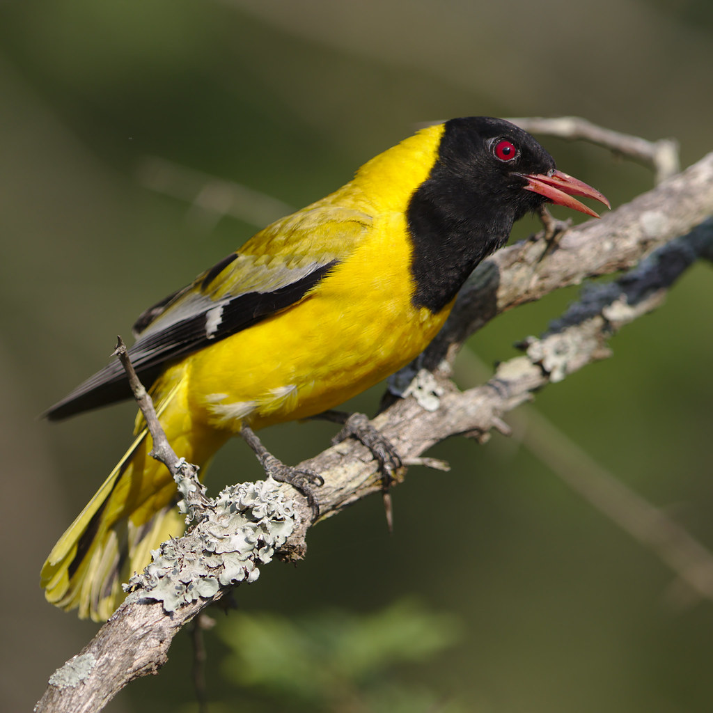 Habitat⁢ and Behavior of the Black-headed Oriole: ‌Exploring ‍its Relationship with Masai Mara⁣ National Park